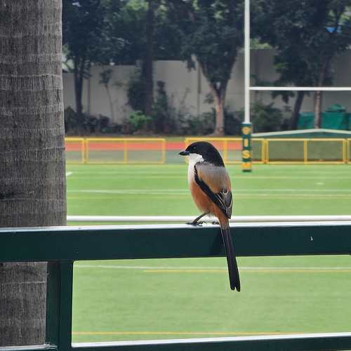 Photo #10371539