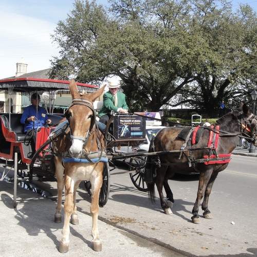 Photo #10372640
