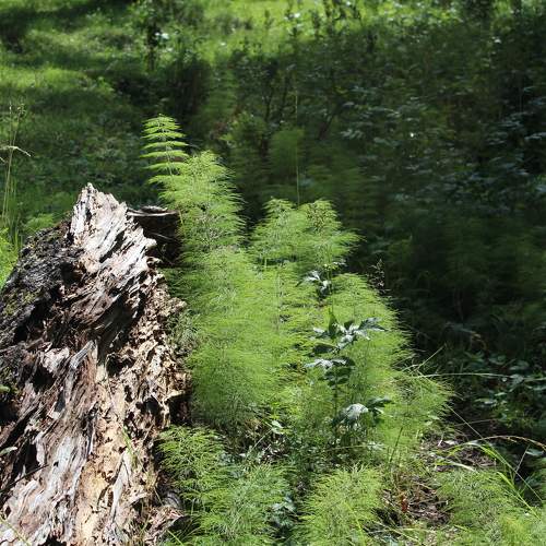 Photo #10373007