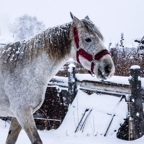Photo #10373447
