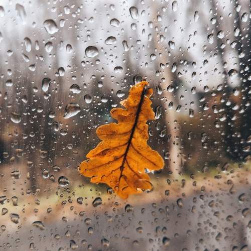 Photo #10373472