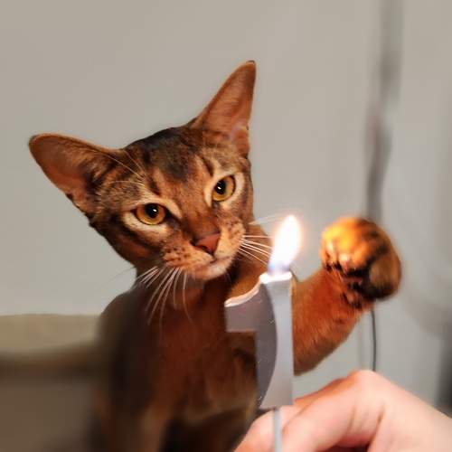 Photo #10373852
