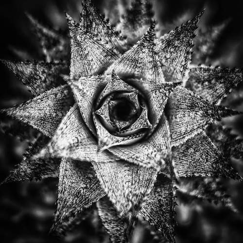 It is a flower although it has no colors and no smell.