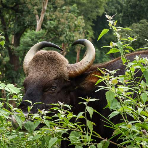 Indian Gaur sneak peek
