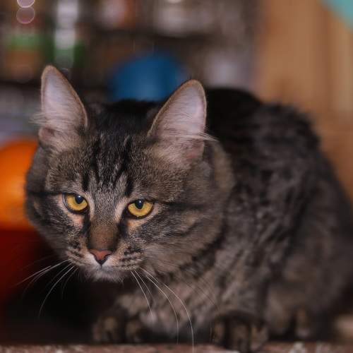 Photo #10374650