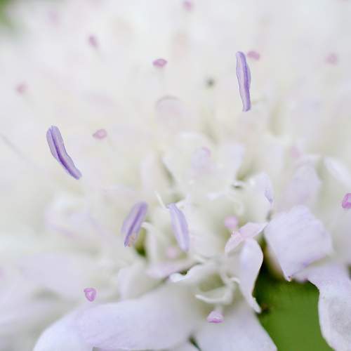 Purple stamen