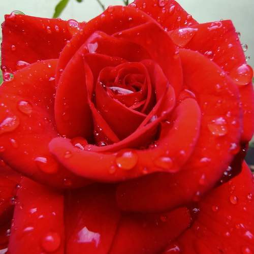 Photo #10375128