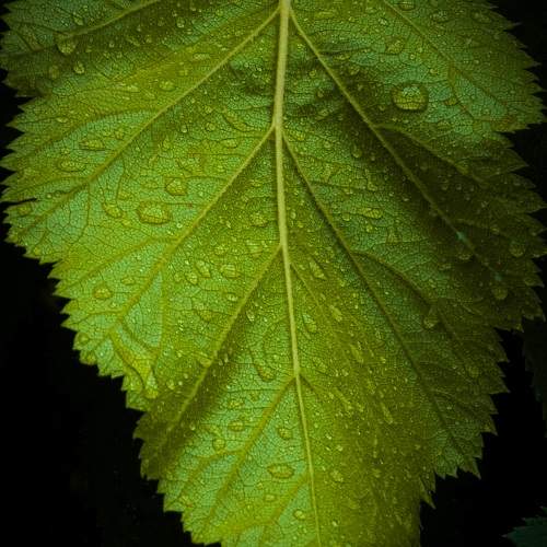 Photo #10375943