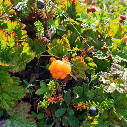 Photo #10377421