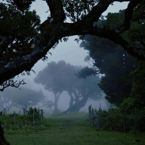Madeira's foggy forest
