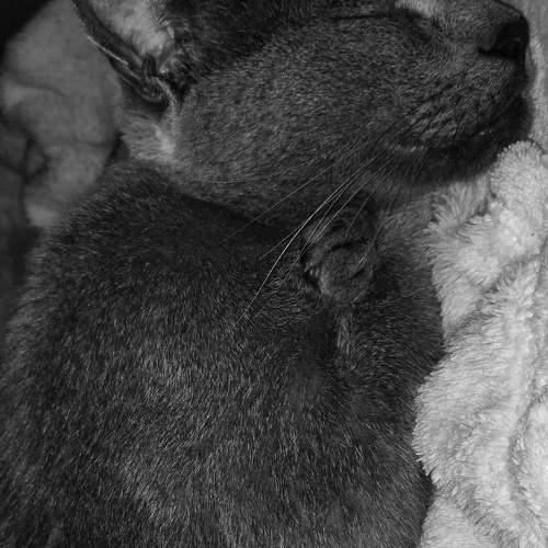 Photo #10379039
