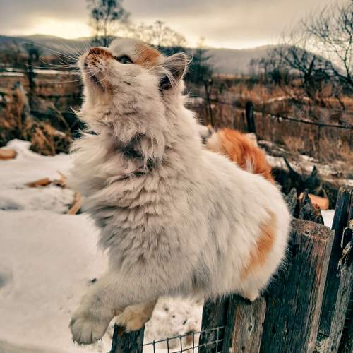 Photo #10379539