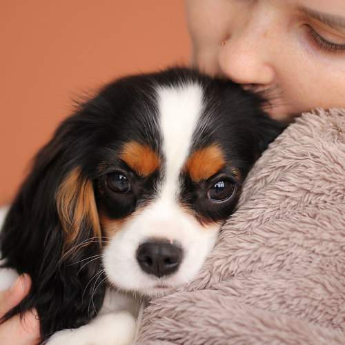 Photo #10380111