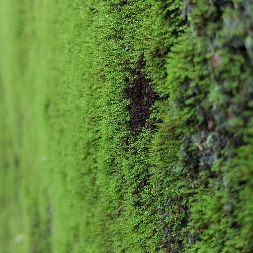 Photo #10380505