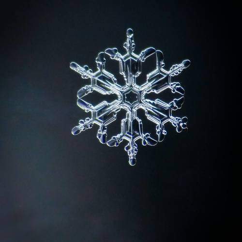 Majestic real snowflake