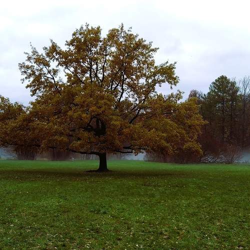Photo #10383421