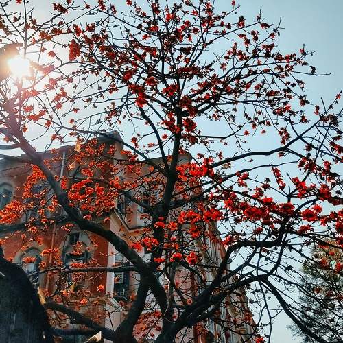 Spring Morning.