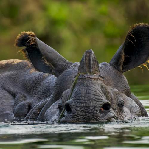 The One Horned Rhino
