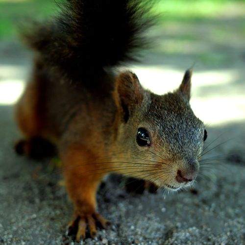 Photo #10383931
