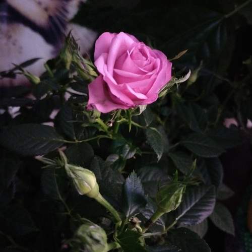 Photo #10384812