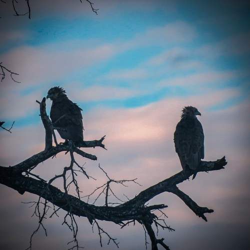 Photo #10384893