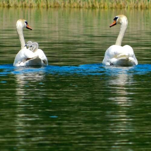 Photo #10384979