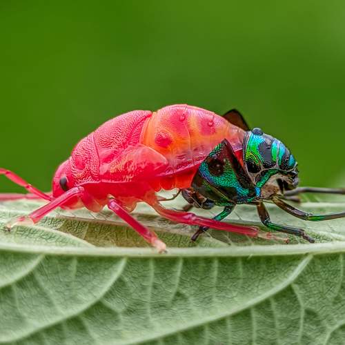 Molting/ Dress Change of Jewel Bug