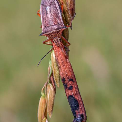 Stink bug hunts down a caterpillar.