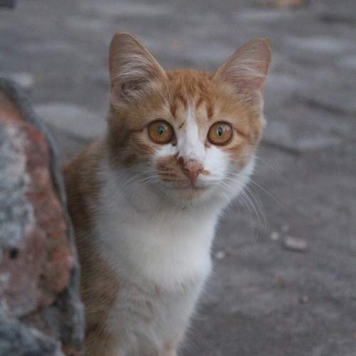 Photo #10385341