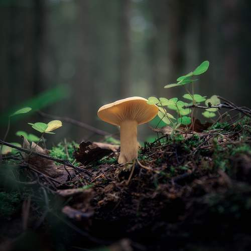 Photo #10385526