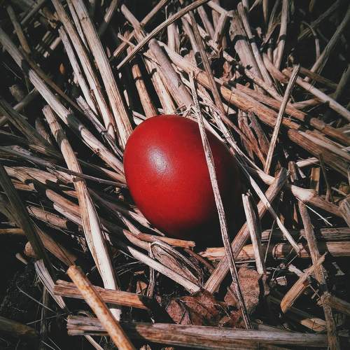 Photo #10385811