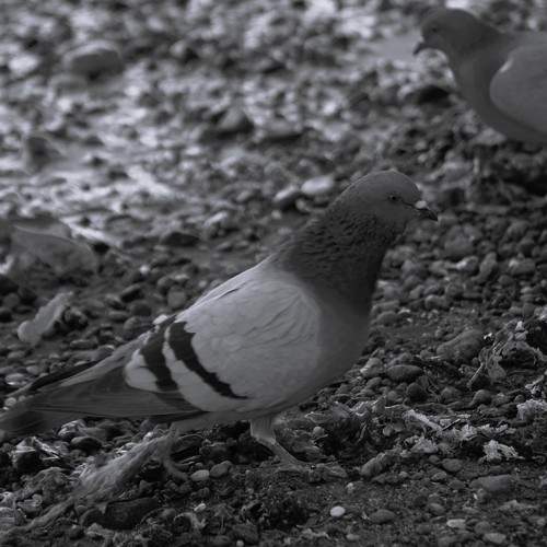 Photo #10386115