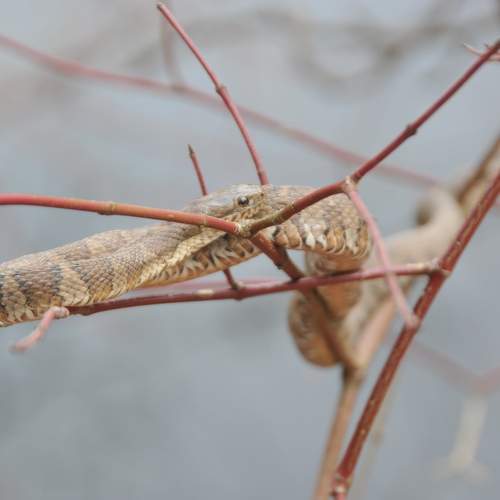Photo #10386787