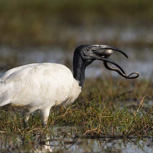 Ibis intake