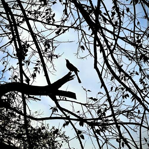 Photo #10387334