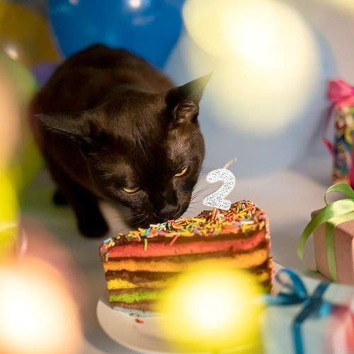 Photo #10387741
