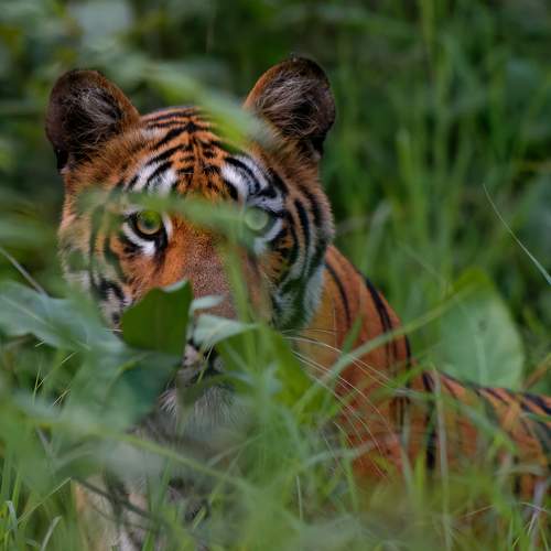 Enigmatic Encounter: Capturing Tadoba's New Queen
