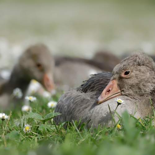 Chick in a ocean of flowers