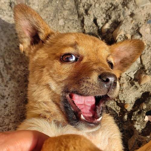 Photo #10390191