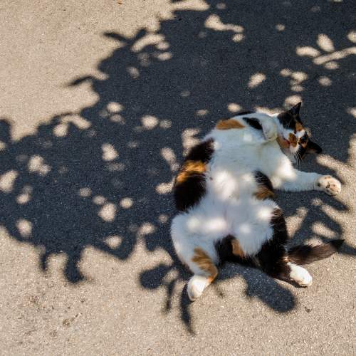 Королевский танец / Dancing Queen