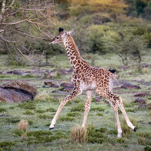 NEW BORN JOY