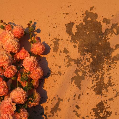 Photo #10392321