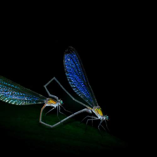 Фотография #10392553