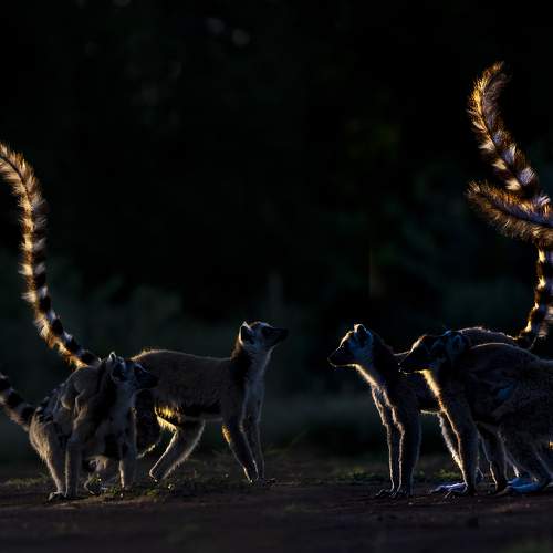 Полосатые маки