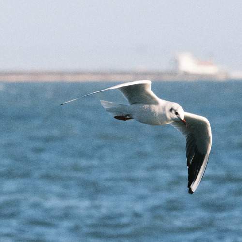 Photo #10392680
