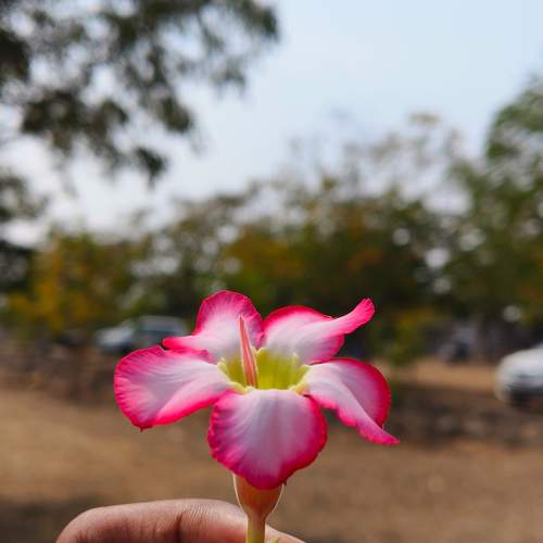 Photo #10393196
