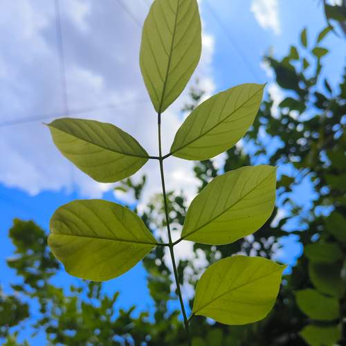 Photo #10393206