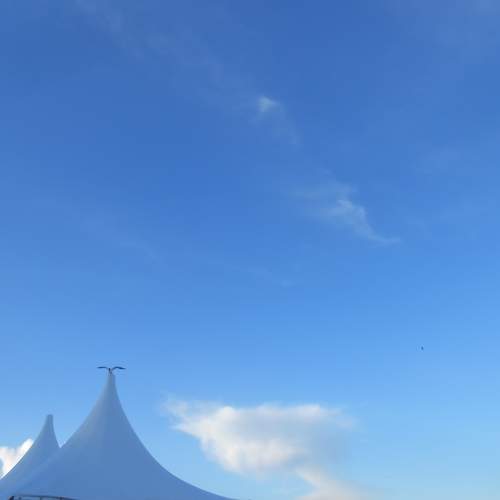Photo #10393347