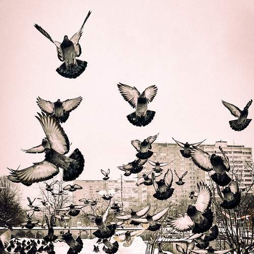 Photo #10393414