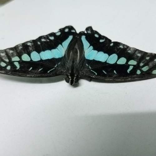 Photo #10393714